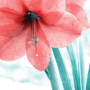 Amaryllis Canvas Prints