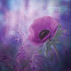 Anemones Art Prints