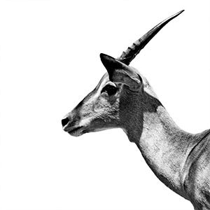 Antelopes Canvas Prints