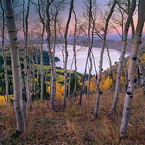 Aspen Trees Canvas Art