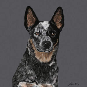 Australian Cattle Dogs Canvas Prints
