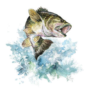 Bass Canvas Art Prints