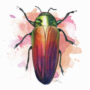 Beetles Canvas Prints