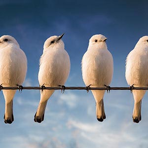 All Birds Canvas Artwork