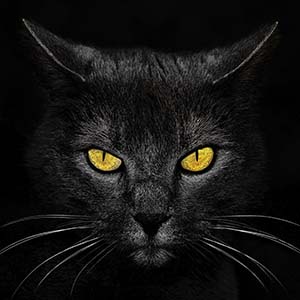 Black Cats Canvas Art