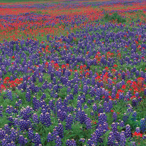 Bluebonnets Canvas Artwork