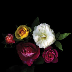 Botanical Still Life Canvas Artwork