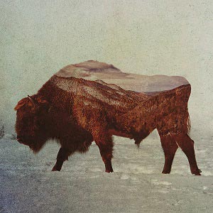 Bison & Buffalos Canvas Art