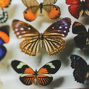 Butterflies Canvas Prints
