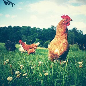 Chickens & Roosters Art Prints