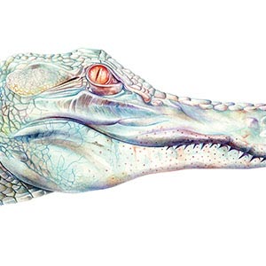 Crocodiles & Alligators Canvas Art Prints