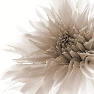 Dahlias Canvas Art