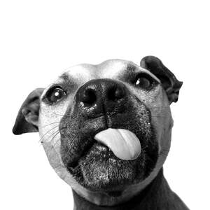 Dog Photography Canvas Artwork