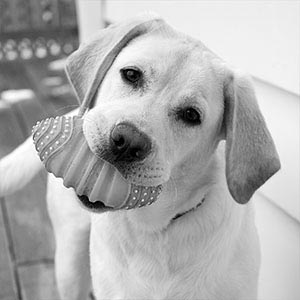 Dogs Canvas Art