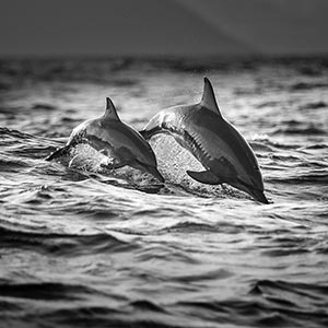 Dolphins Canvas Prints