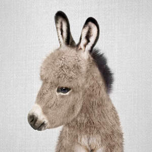 Donkeys Canvas Art