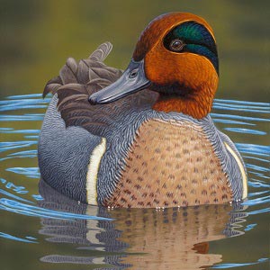 Ducks Canvas Prints