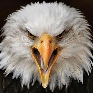 Eagles Art Prints
