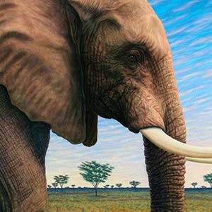Elephants Canvas Prints