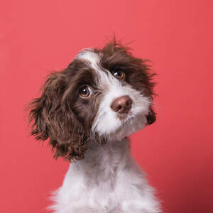 English Springer Spaniels Canvas Prints
