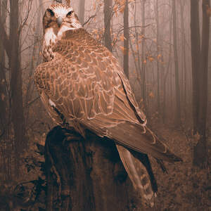 Falcons Canvas Prints
