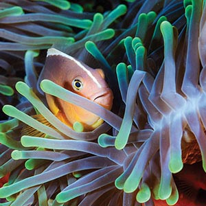 Sea Life Canvas Prints