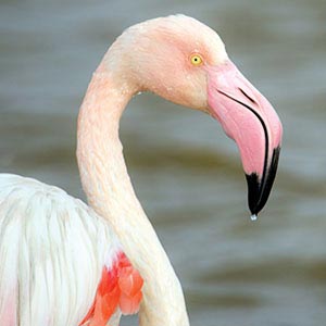 Flamingos Art Prints