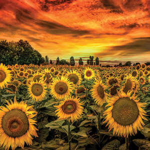 Gardens & Floral Landscapes Art Prints