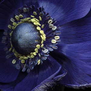 Floral Close-Ups Canvas Prints