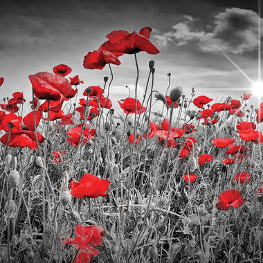 Flowers Art Prints