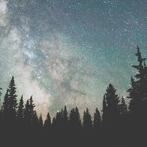 Forests Canvas Artwork