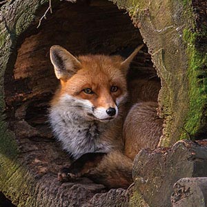 Foxes Canvas Prints