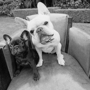 French Bulldogs Canvas Art