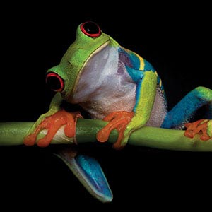 Frogs Canvas Artwork