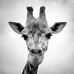 Giraffes Canvas Artwork