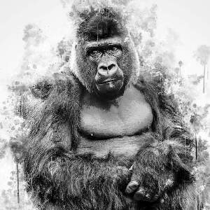 Gorillas Art Prints