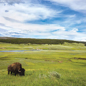 Fields, Grasslands & Meadows Canvas Art