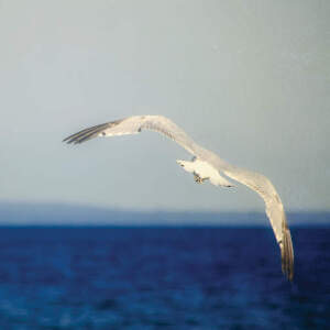 Gulls Art Prints