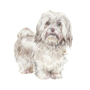 Havanese Canvas Prints