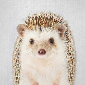 Hedgehogs Canvas Art