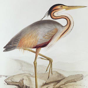 Herons Canvas Artwork