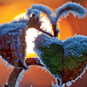 Ice & Snow Close-Ups Canvas Art Prints