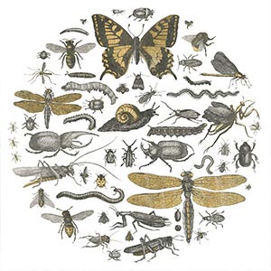 All Insects Canvas Artwork