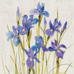 Irises Canvas Artwork