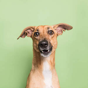 Italian Greyhounds Canvas Prints