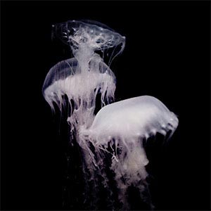 Jellyfish Art Prints