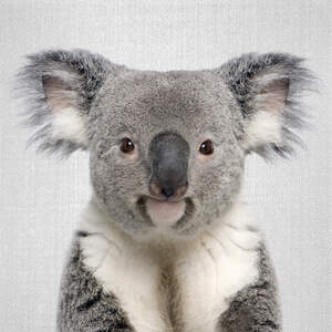 Koalas Canvas Prints