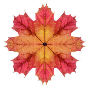 Leaf Close-Ups Canvas Prints
