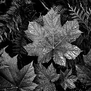 Leaves Canvas Prints