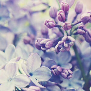 Lilacs Canvas Artwork